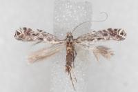 Parornix torquillella