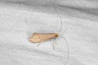 Nematopogon adansoniella