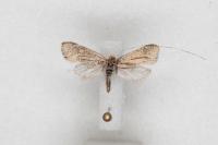 Nematopogon adansoniella