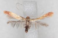 Caloptilia robustella