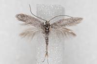 Urodeta hibernella