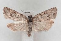 Cnephasia cupressivorana