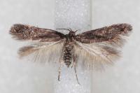 Oxypteryx atrella