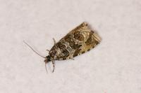 Celypha rivulana