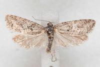 Cnephasia cupressivorana