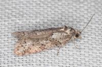 Cnephasia cupressivorana