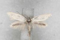 Elachista nuraghella