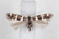 Denisia luctuosella