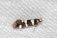 Denisia luctuosella
