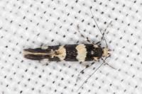 Denisia luctuosella
