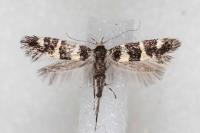 Denisia luctuosella