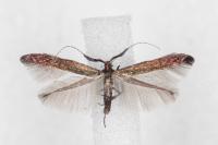 Coleophora variicornis