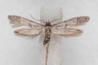 Blastobasis phycidella