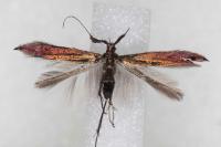 Coleophora variicornis