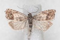 Cydia ilipulana