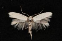 Elachista argentella