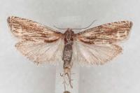 Eucosma cana