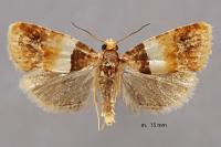 Epinotia festivana