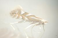 Phyllonorycter coryli/maestingella