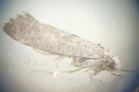 Swammerdamia compunctella