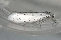 Yponomeuta