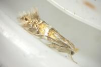 Phyllonorycter ulmifoliella
