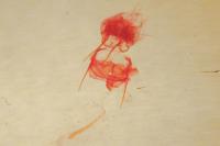 Cnephasia