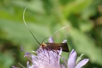 Nemophora metallica