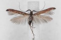 Coleophora aleramica
