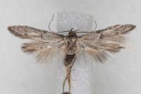 Blastobasis phycidella