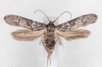 Blastobasis glandulella