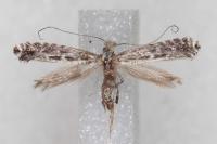 Parornix torquillella