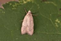 Symmoca oenophila