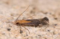 Stomopteryx basalis