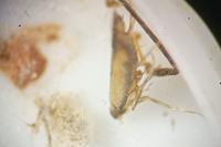 Coptotriche marginea