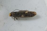 Monopis laevigella/weaverella