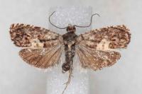 Pammene gallicolana