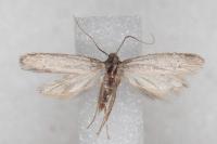 Dysspastus fallax