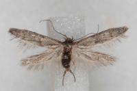 Blastobasis phycidella
