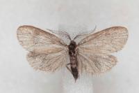 Psyche casta