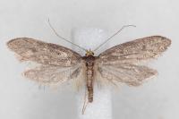 Agnoea langohri