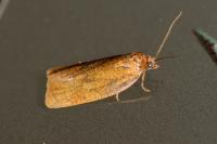 Aphelia viburnana