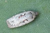 Agonopterix ocellana