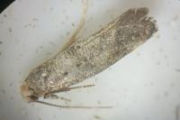 Swammerdamia compunctella