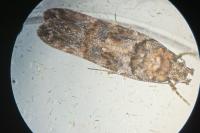 Teleiopsis diffinis