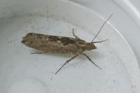 Ypsolopha vittella
