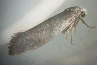 Swammerdamia compunctella