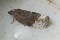 Apotomis betuletana