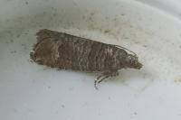 Clavigesta sylvestrana