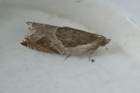Ancylis unculana